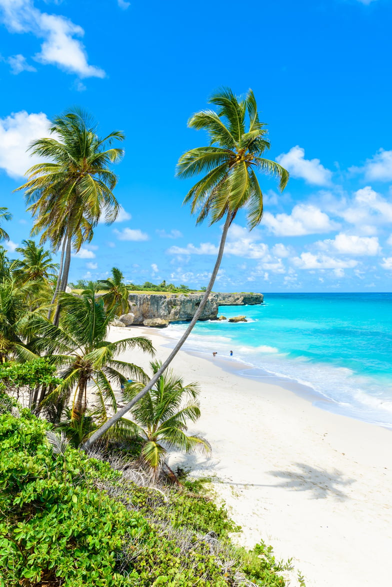 Bottom Bay, Barbados - Paradise beach on the Caribbean island of Barbados. Tropical coast with palms hanging over turquoise sea. Panoramic photo of beautiful landscape.